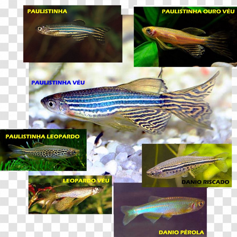Zebrafish Aquariums Fishkeeping - Advertising - Fish Transparent PNG