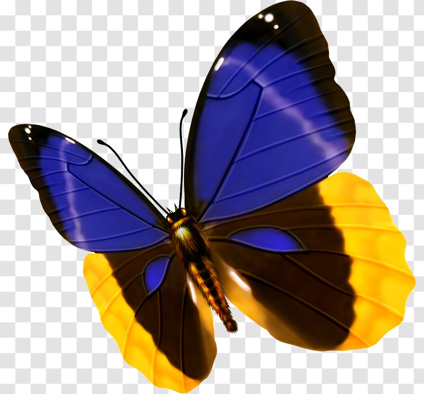 Butterfly Blue Insect - Morpho - Tricolor Transparent PNG