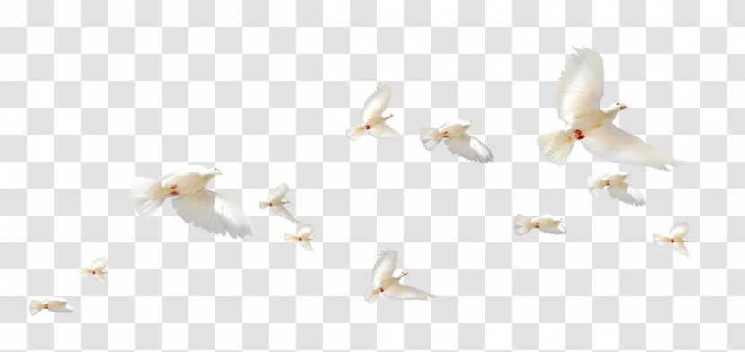 Rock Dove Flight Columbidae Wing - Yellow - A Group Of White Pigeons Transparent PNG