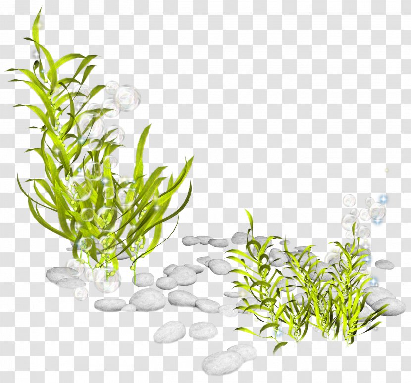 Seaweed Plant Seabed Clip Art - Ocean - Creatures Transparent PNG