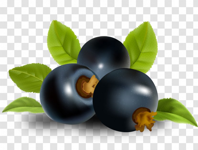 Smoothie Juice Blackcurrant Frutti Di Bosco Zante Currant - Blueberry Transparent PNG