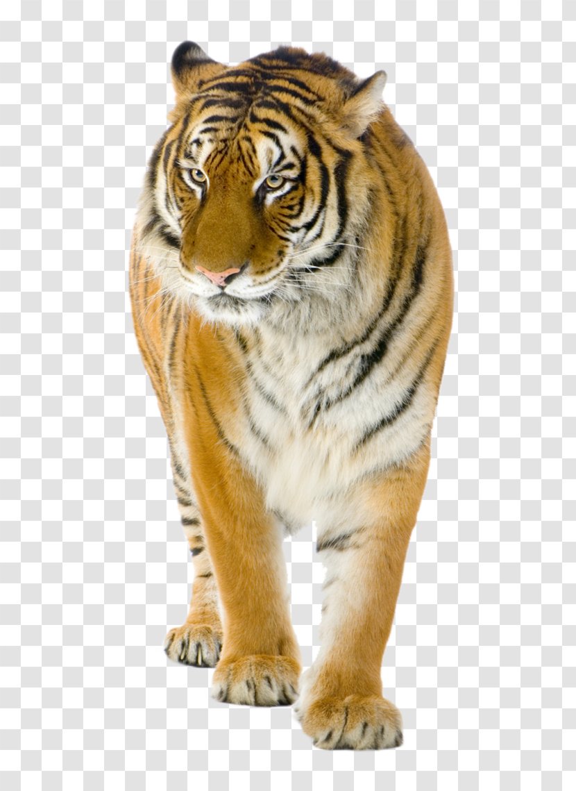 Lion Felidae Bengal Tiger Stock Photography - Whiskers Transparent PNG