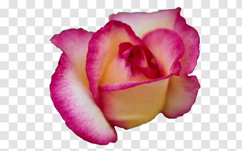 Garden Roses Flower Name Love 1 Corinthians 13 - Word Transparent PNG