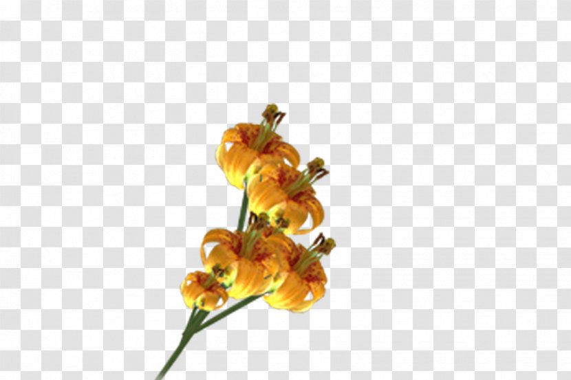 Cut Flowers Petal Flowering Plant - Flower - Floral Frame Transparent PNG