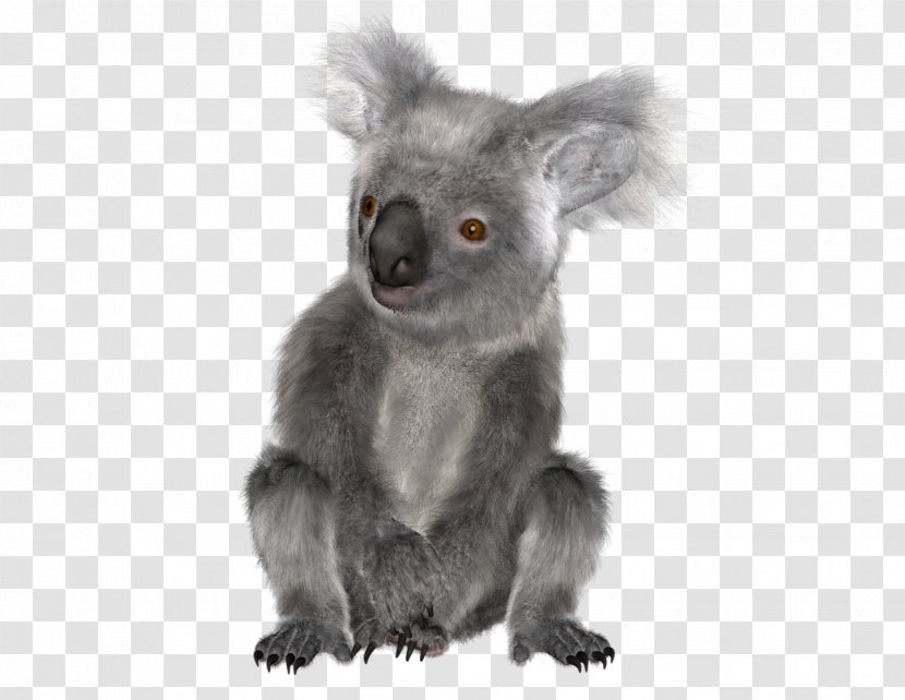 Baby Koala Bear The Greeting & Note Cards - Snout Transparent PNG