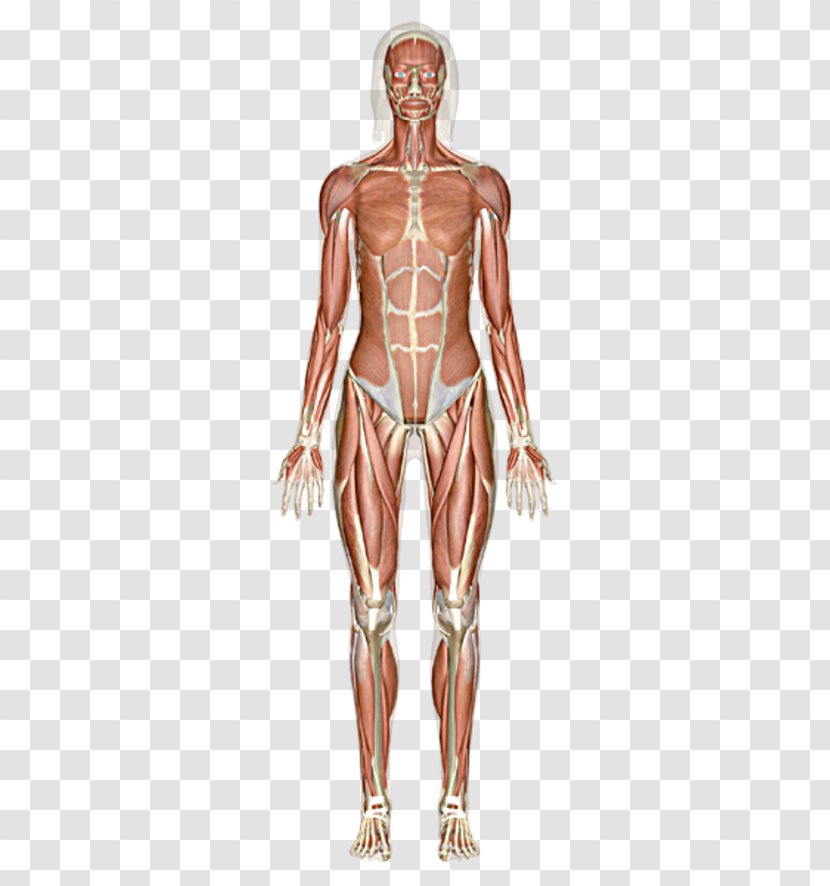 The Muscular System Skeletal Muscle Human Body - Tree - Frame Transparent PNG