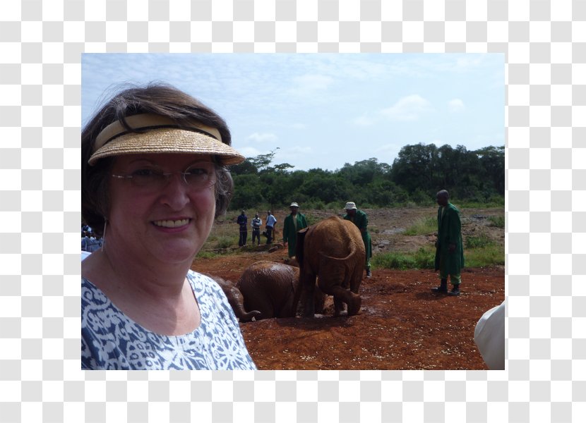 Indian Elephant African Pack Animal Safari Elephantidae Transparent PNG