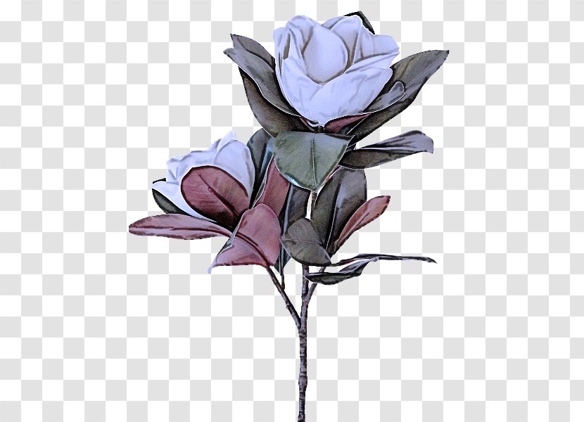 Artificial Flower - Magnolia - Family Transparent PNG