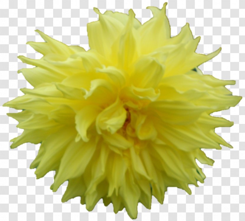 Flowers Background - Plant - Pompom Transparent PNG