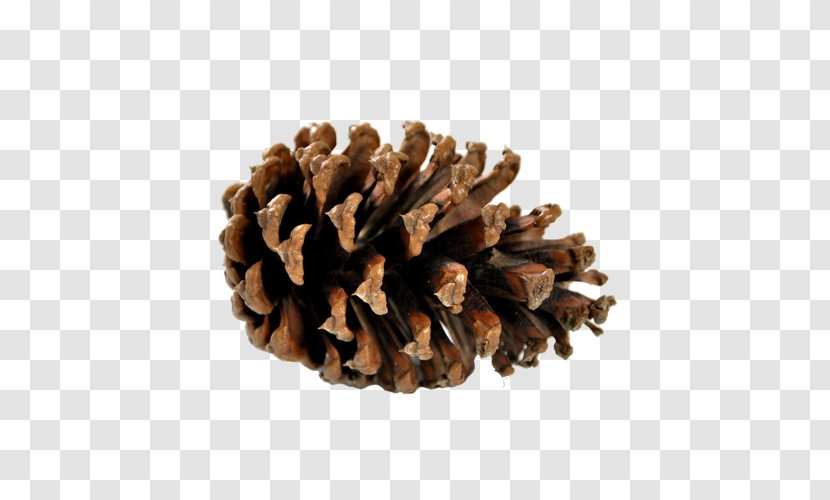 Pine Conifer Cone Information Confectionery - Nut - Brown Transparent PNG