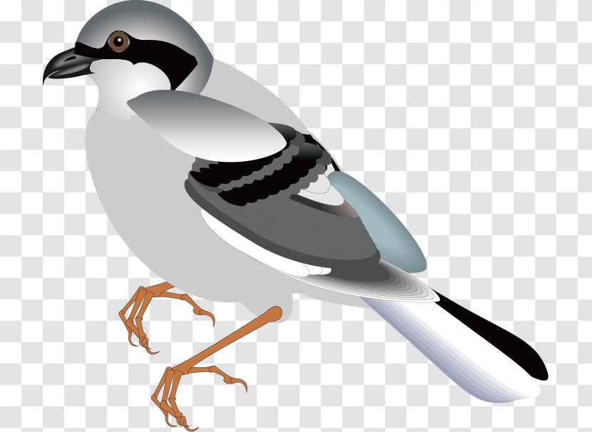 Bird Flight Sparrow Clip Art - Wing - Animal,fly,sparrow,bird,Birds Transparent PNG
