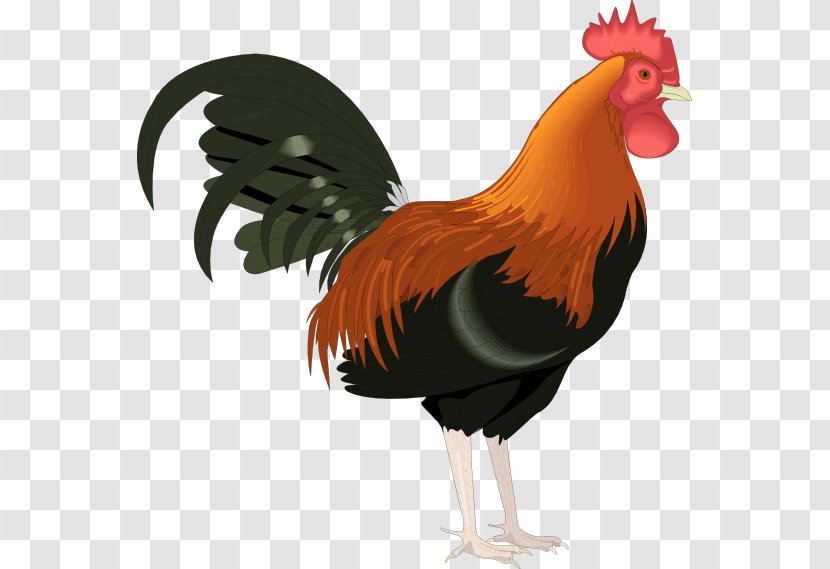 Rooster Chicken Clip Art - Free Content - Farm Animal Clipart Transparent PNG