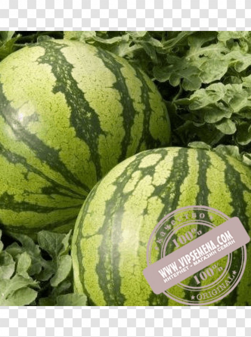 Watermelon Seed Rijk Zwaan Winter Squash Plant - Cucurbita Transparent PNG