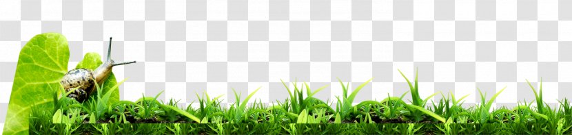 Green Wallpaper - Grass - Beautifully Decorated Beautiful Leaves Snail Bottom Transparent PNG
