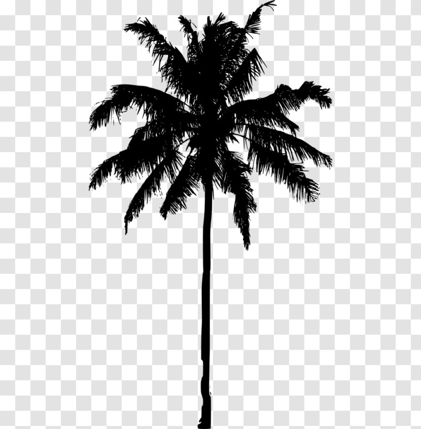 Arecaceae Date Palm Silhouette Tree Asian Palmyra - Monochrome Photography Transparent PNG