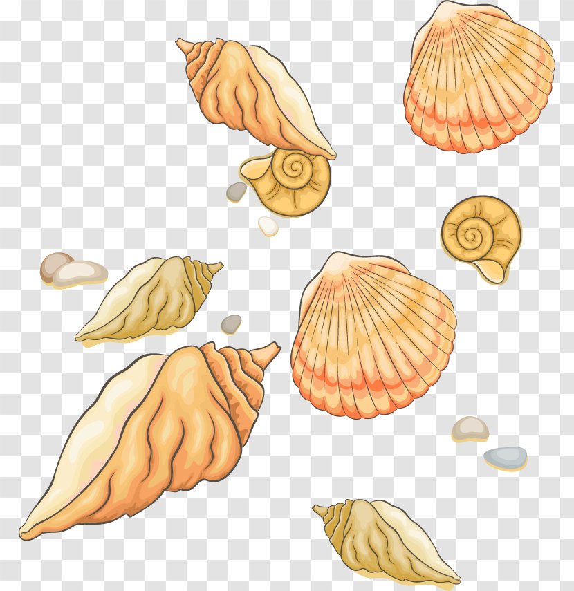 Seashell Clip Art - Material - Great Shell Vector Transparent PNG