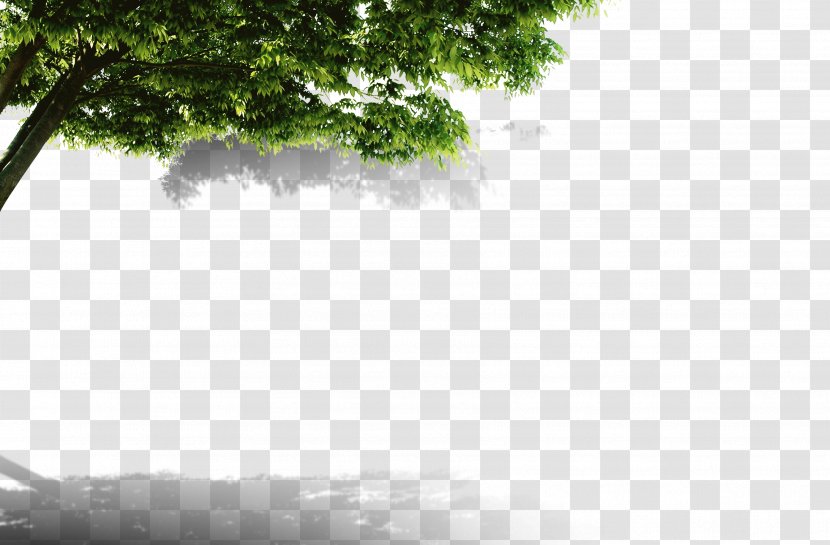 Child Tree Brand Chin - Monochrome Transparent PNG