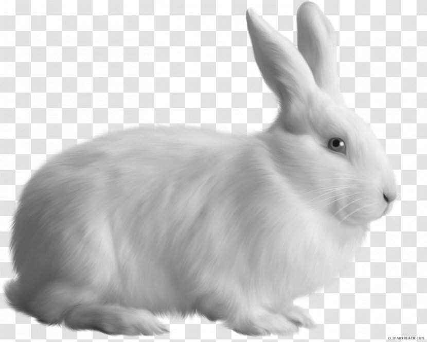 Domestic Rabbit Hare European Transparent PNG