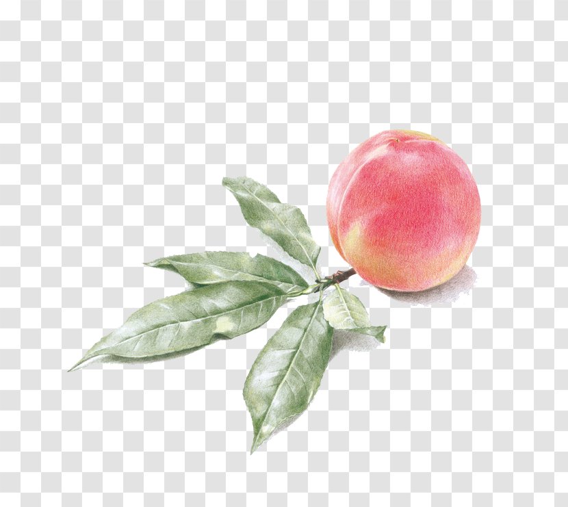 Drawing Watercolor Painting Peach - Auglis Transparent PNG