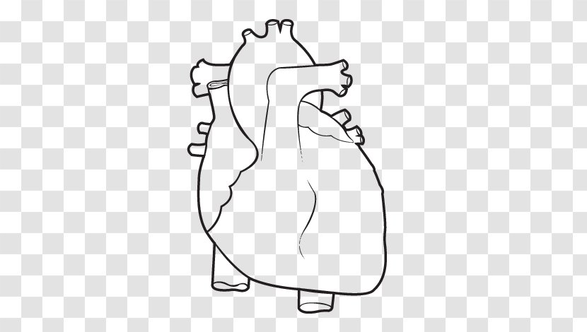 Coloring Book Anatomy Heart Human Body - Points Transparent PNG