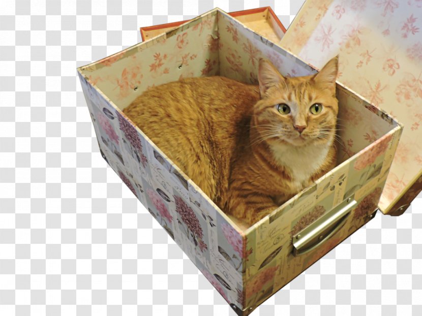 Whiskers Kitten Tabby Cat - In Box Transparent PNG