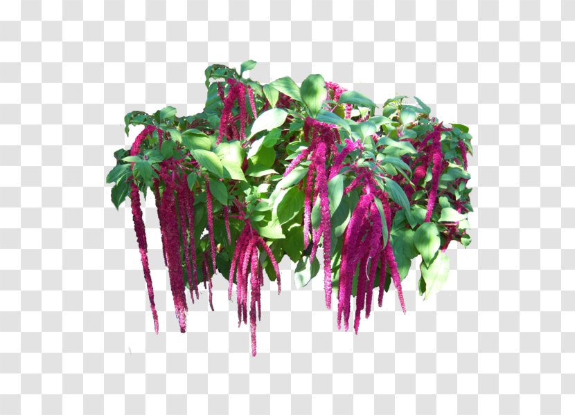 Magenta Fuchsia Flowerpot Vegetable Transparent PNG