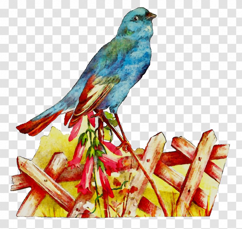 Bird Macaw Parakeet Loriini Feather - Songbird Transparent PNG