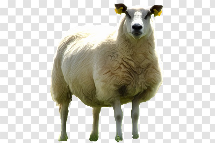 Sheep Kocabas Mandira SK Dağıstanlı Peynir Dükkanı Cheese - Snout Transparent PNG