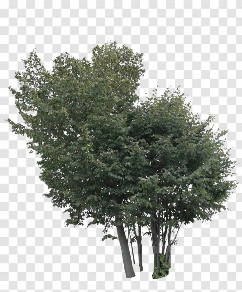 Tree Lindens Shrub Maple - Plant Transparent PNG