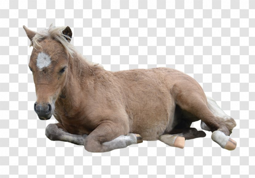 American Miniature Horse Pony Paint Arabian Mustang - Like Mammal Transparent PNG