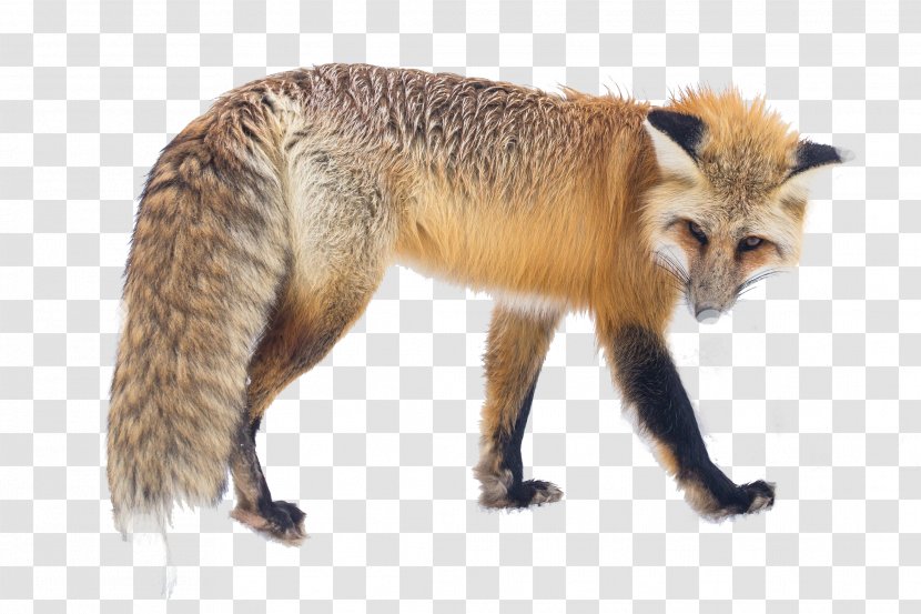 Vulpes The Red Fox Royal Ranger: A New Beginning Arctic - Grey Transparent PNG