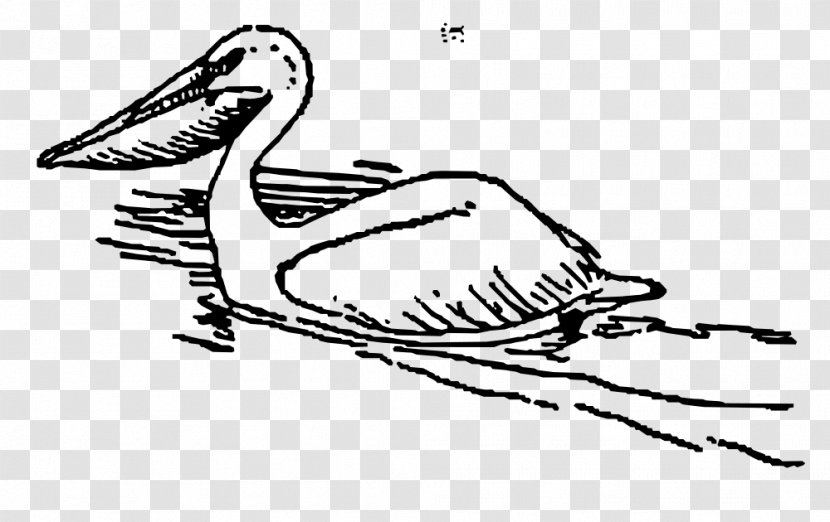 Pelican Bird Clip Art - Neck Transparent PNG