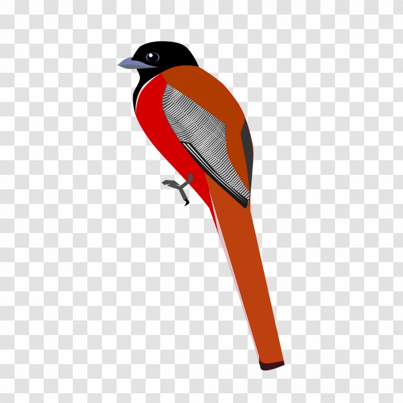 Bird Malabar Trogon - Animal Transparent PNG