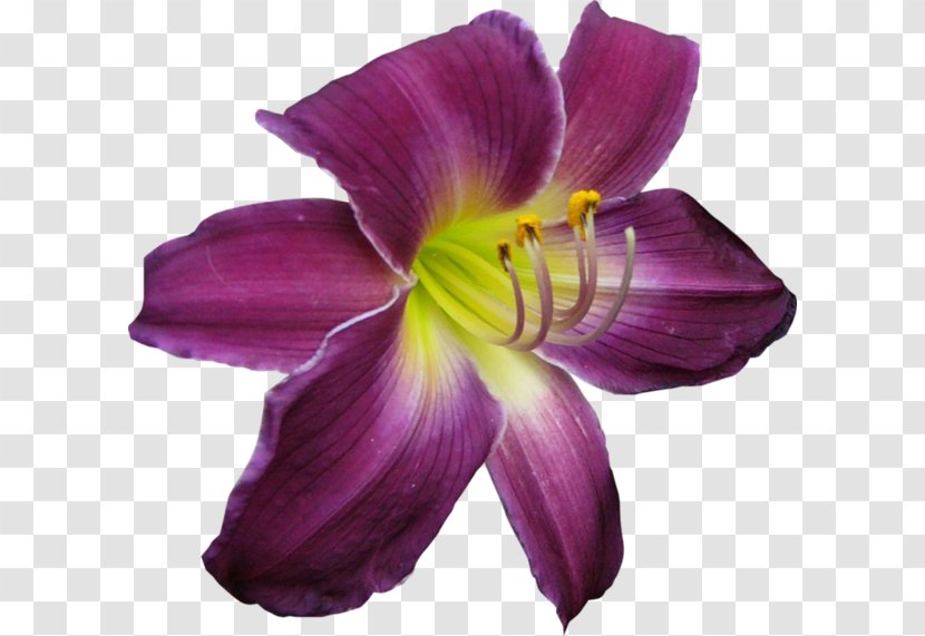 Purple Flower Icon - Iris Transparent PNG