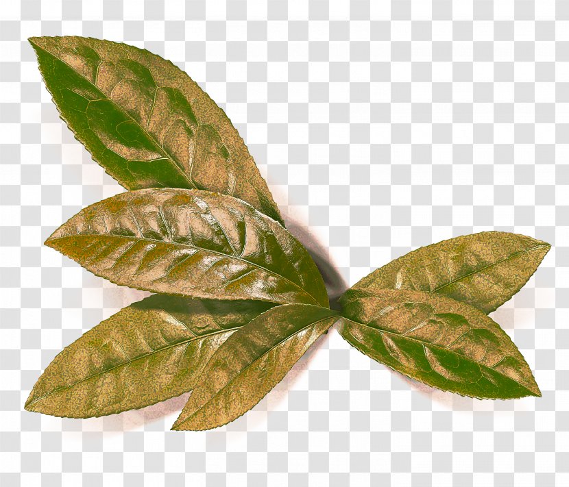 Leaf Flower Plant Tree Flowering - Pathology - Houseplant Transparent PNG