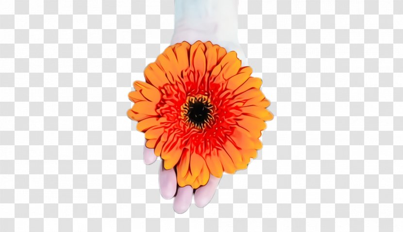 Orange - Flowering Plant - Daisy Family Transparent PNG