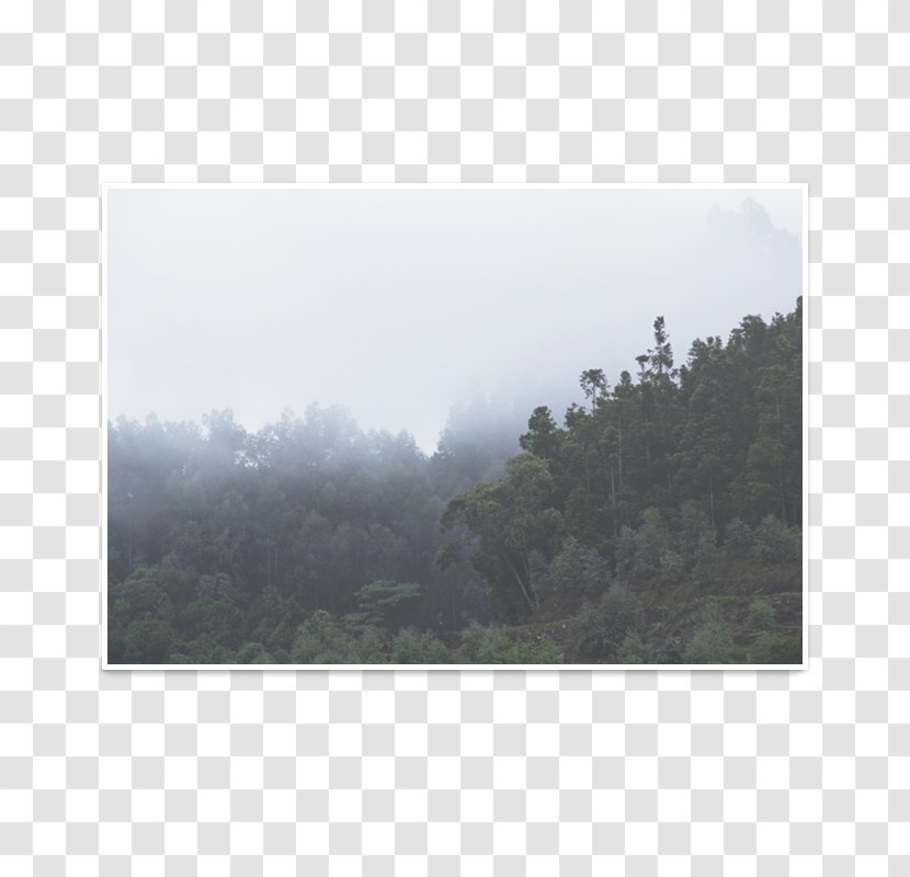 Mist Forest Fog Land Lot Hill Station - Sky Transparent PNG