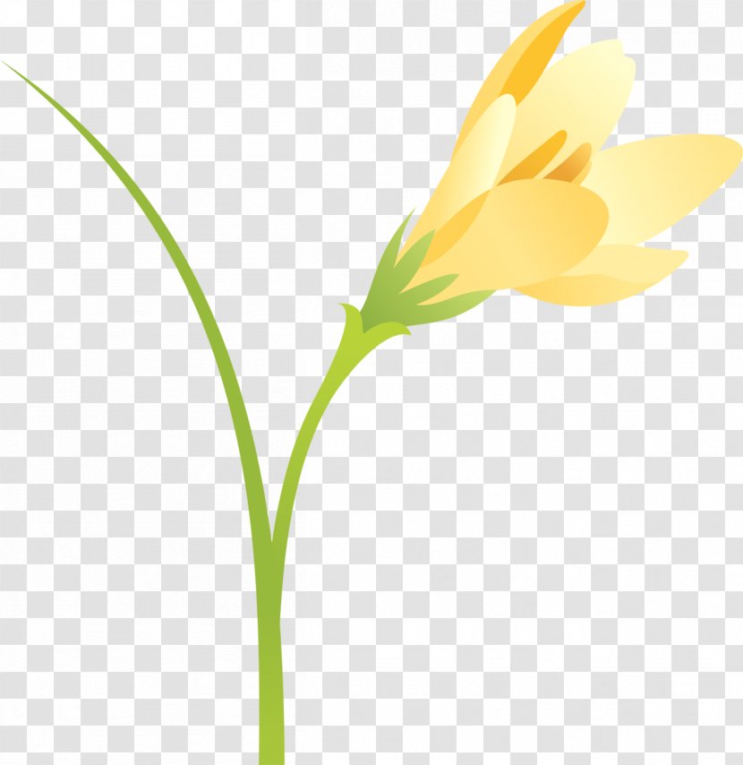 Flower Plant Stem Bud Petal - Crocus Transparent PNG