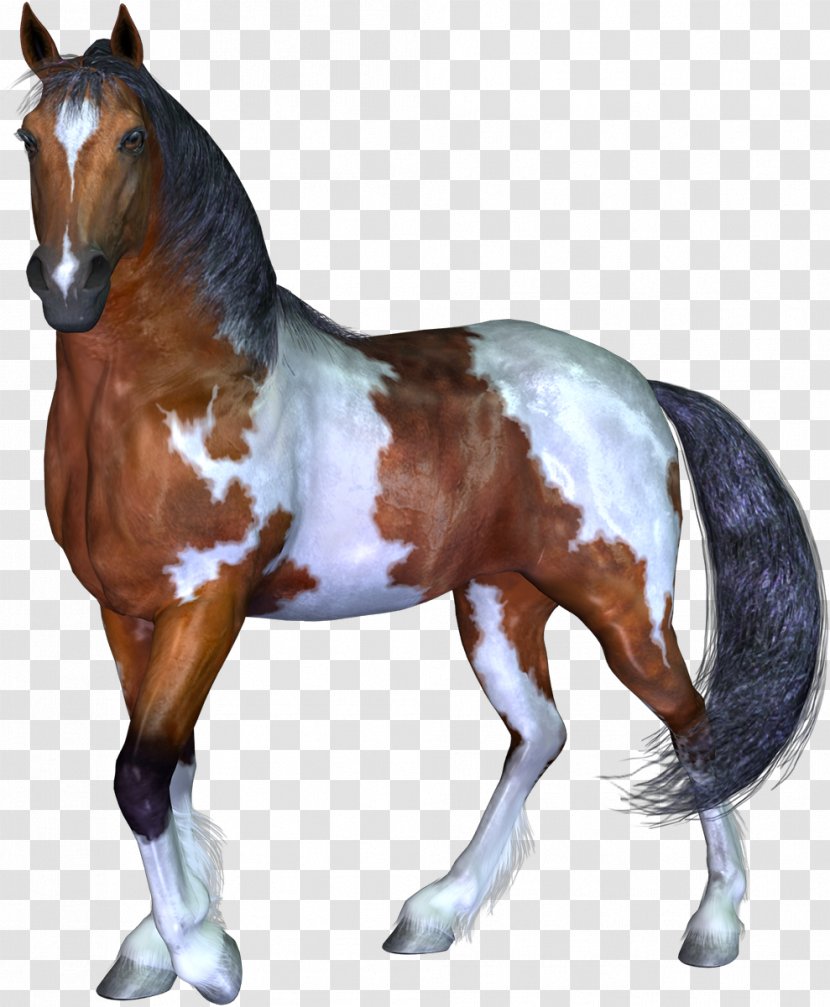 Mustang Stallion Pony Rein Wild Horse - Halter - Race Transparent PNG