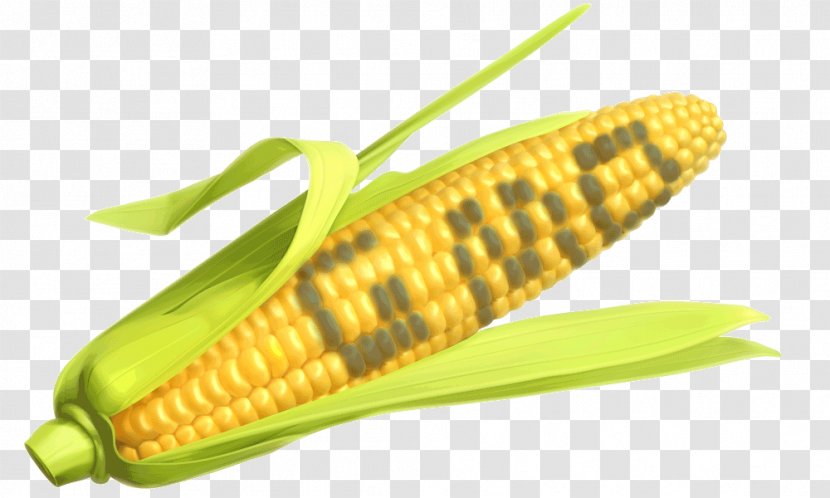 Genetically Modified Maize Corn On The Cob Organism Food - Leaves Transparent PNG