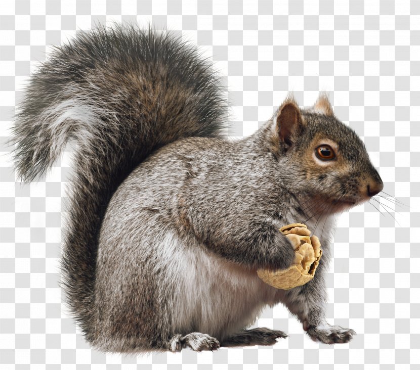 Fox Squirrel Rodent Christmas - Mammal Transparent PNG