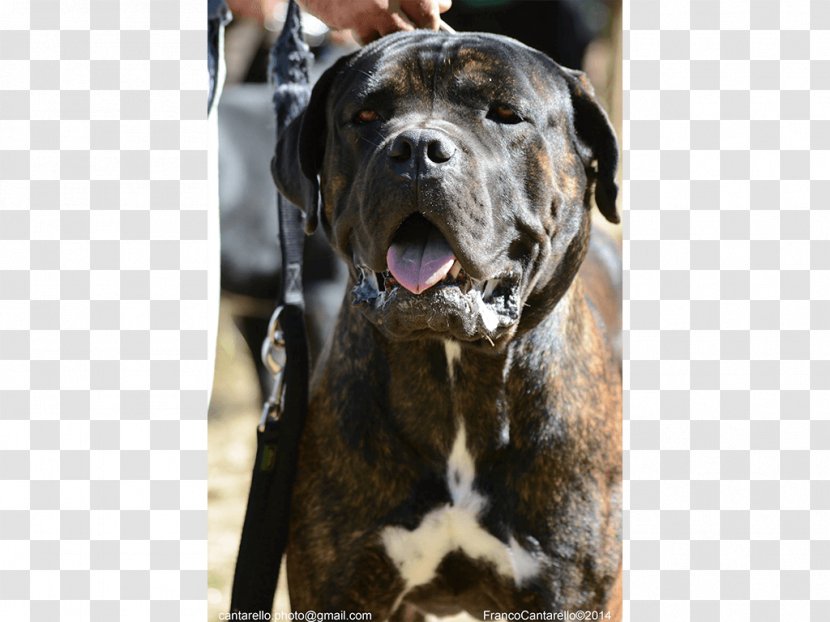 Dog Breed Cane Corso Bandog Presa Canario Boerboel - Carnivoran Transparent PNG