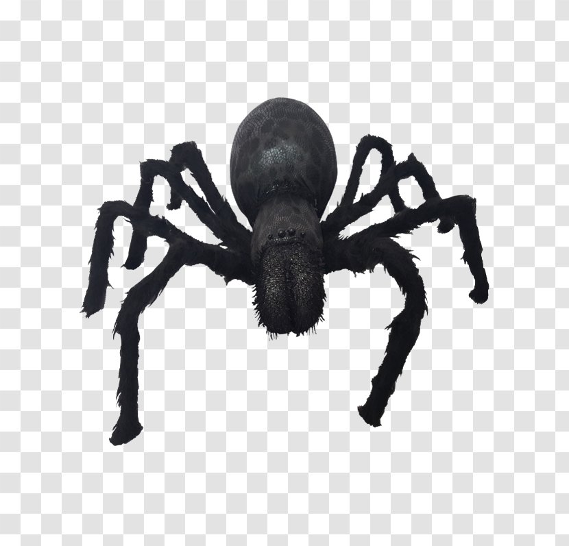 Spider Insect Arachnid - Arthropod Transparent PNG