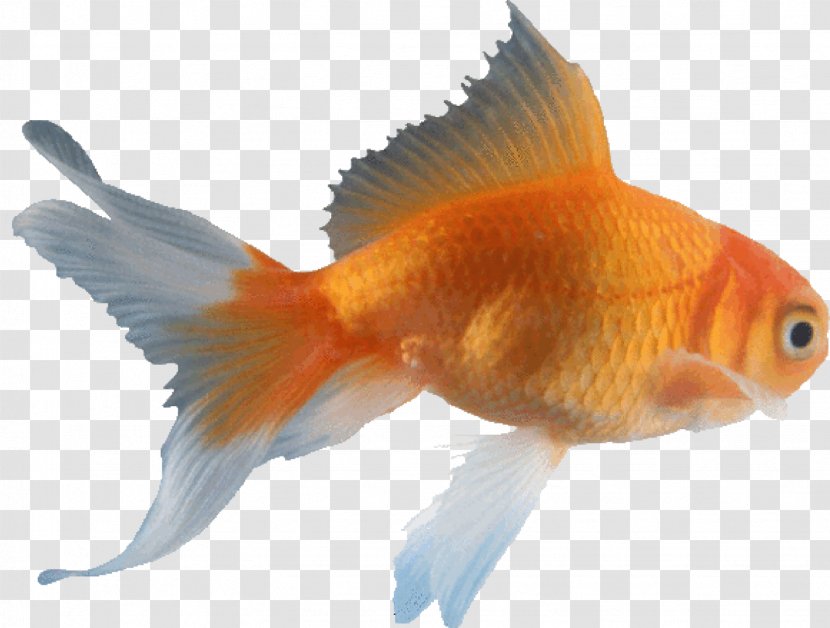 Veiltail Oranda Fantail Comet Koi - Tail - Fish Transparent PNG