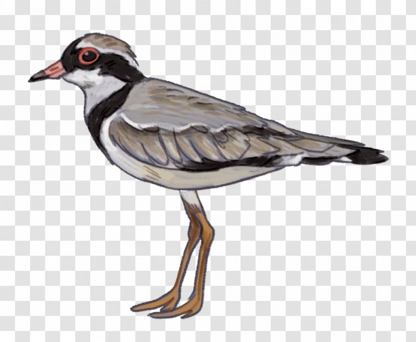 Water Bird Goose Waterfowl Ducks - Wader Transparent PNG