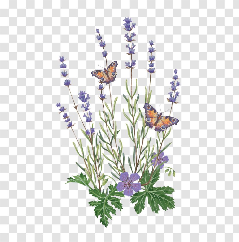 English Lavender Butterfly French Illustration - Pollinator - And Transparent PNG