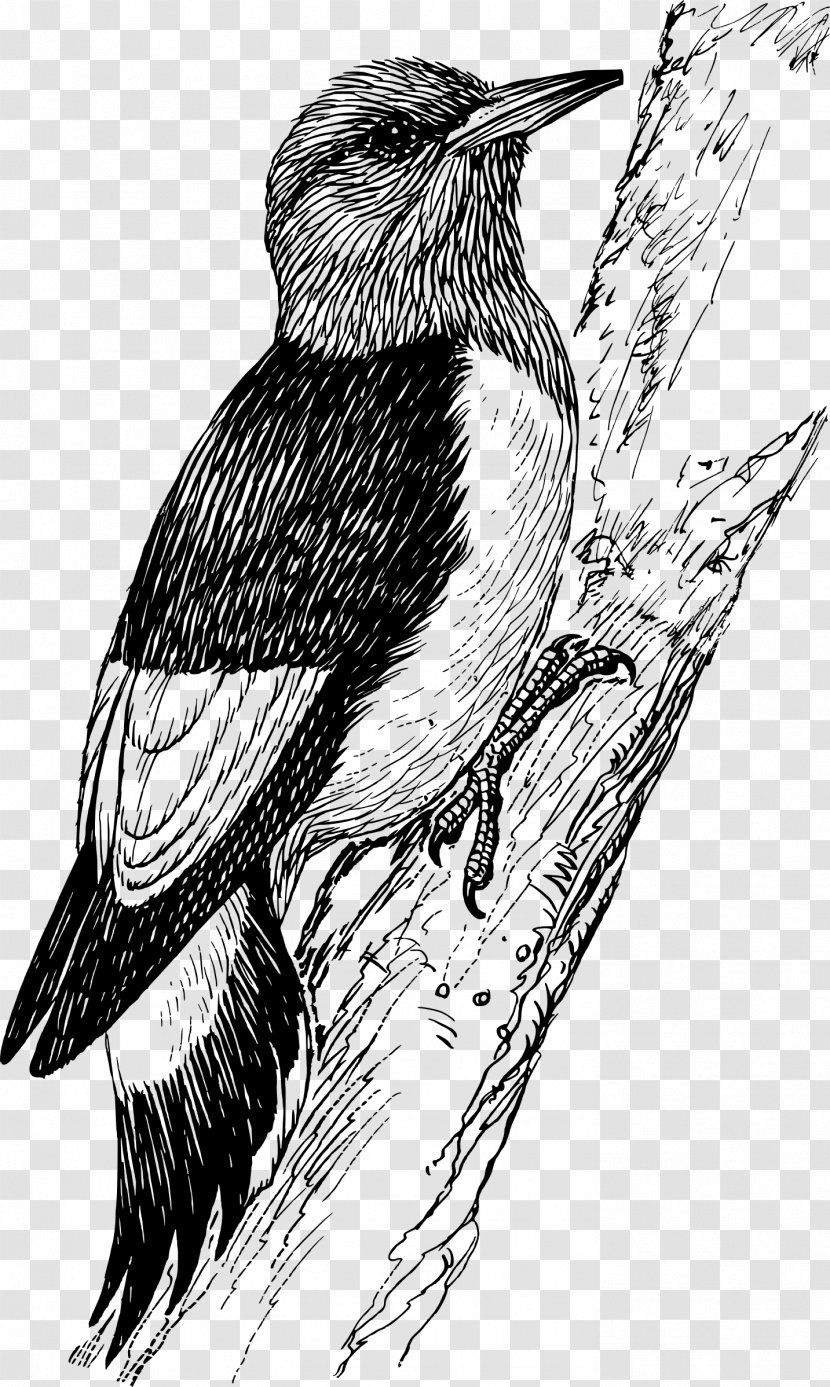 Penguin Bird Downy Woodpecker Red-bellied Clip Art - Blackrumped Flameback Transparent PNG