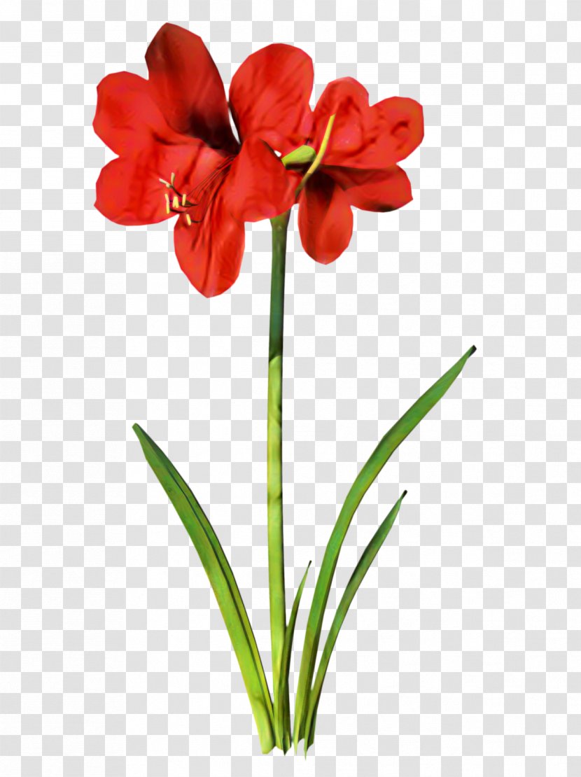Jersey Lily Flower Clip Art - Bulb - Botany Transparent PNG
