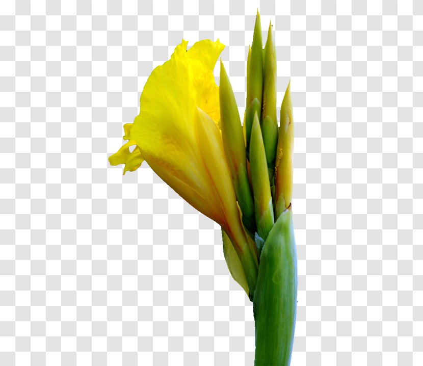 Canna Cut Flowers - Family - Cannabis Pictures Transparent PNG