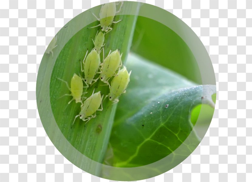Aphid Louse Insect Pest Plant - Ladybird Beetle Transparent PNG